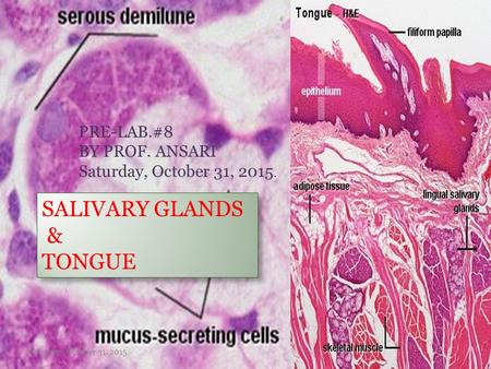 1 SALIVARY GLANDS & TONGUE PRE-LAB.#8 BY PROF. ANSARI Saturday, October 31, 2015. Saturday, October 31, 2015.