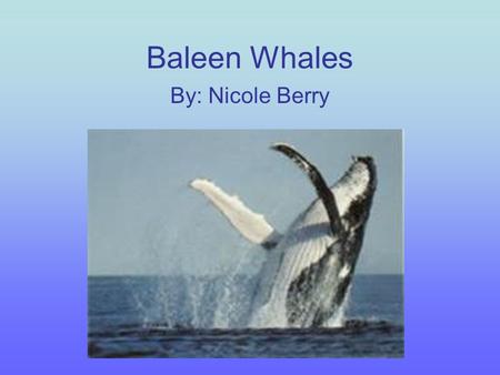 Baleen Whales By: Nicole Berry.