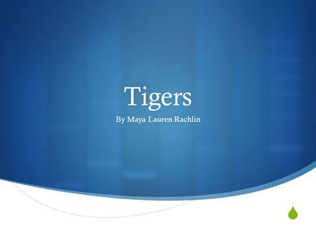  Tigers By Maya Lauren Rachlin. Body Parts Big Eyes-Tigers big eyes help them hunt when there prey is awake. Long tails-Tigers long tails help them lead.