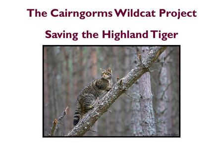 The Cairngorms Wildcat Project Saving the Highland Tiger