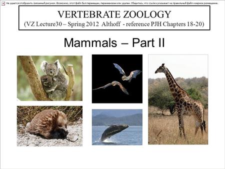 Mammals – Part II VERTEBRATE ZOOLOGY (VZ Lecture30 – Spring 2012 Althoff - reference PJH Chapters 18-20) Bill Horn.