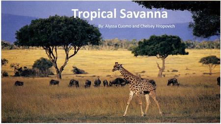 Tropical Savanna By: Chelsey Hropovich and Alyssa Cuomo Tropical Savanna By: Alyssa Cuomo and Chelsey Hropovich.