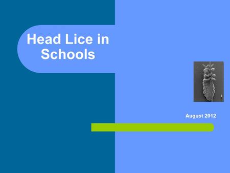 Head Lice in Schools August 2012. Objectives: After this presentation, school staff will: Identify at least 3 facts about head lice Describe management.