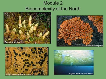 Module 2 Biocomplexity of the North Dactylica arctica Algae under Arctic sea ice Xanthoria elegens Poripidia flavocaerulescens.