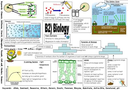 A cell nucleus contains 46 Chromosomes, which carry genes. Different versions of genes are called alleles. 3 Limiting factors -light -temperature -CO 2.