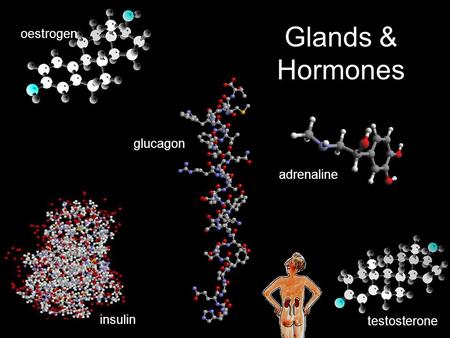 Adrenaline insulin glucagon oestrogen testosterone Glands & Hormones.