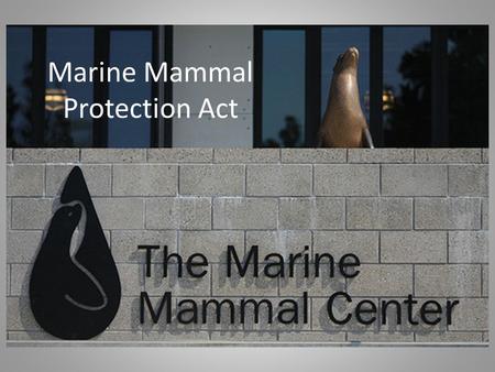 Marine Mammal Protection Act. Purpose of law Protects all marine mammals Regulates “take” animals in US waters Regulates imports of protected mammals.