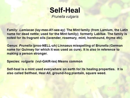 Self-Heal Prunella vulgaris Family: Lamiacae (lay-mee-AY-see-ay) The Mint family (from Lamium, the Latin name for dead nettle; used for the Mint family);