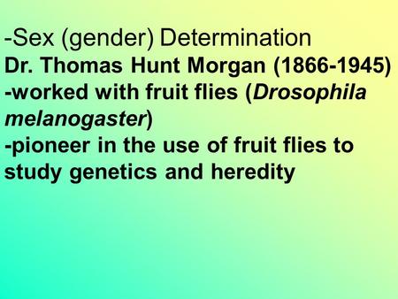 -Sex (gender) Determination Dr. Thomas Hunt Morgan (1866-1945) -worked with fruit flies (Drosophila melanogaster) -pioneer in the use of fruit flies to.