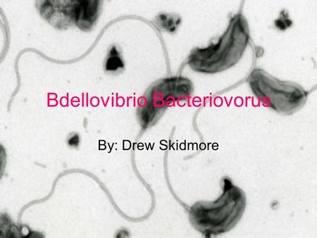 Bdellovibrio Bacteriovorus By: Drew Skidmore. Structure / Classification Gram negative Curved bacilli Long flagellum A delta proteobacteria Exist independently.