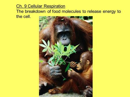 Ch. 9 Cellular Respiration The breakdown of food molecules to release energy to the cell.