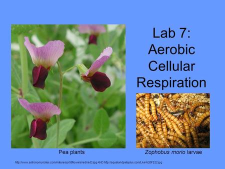 Lab 7: Aerobic Cellular Respiration  AND  Pea.