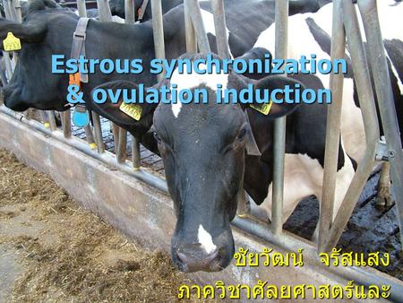 Estrous synchronization & ovulation induction ชัยวัฒน์ จรัสแสง ภาควิชาศัลยศาสตร์และ วิทยาการสืบพันธุ์