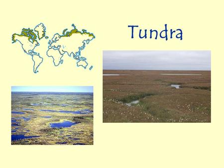 Tundra.