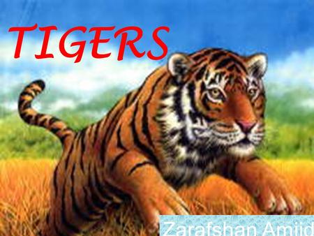 TIGERS Zarafshan Amjid. Contents Introduction---------------------------------- 02 What is Tiger? ---------------------------------- 03-4 Kind of tigers.----------------------------------