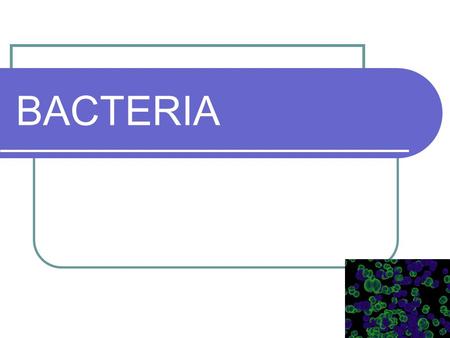 BACTERIA. Structure of a Bacterium Peptidoglycan Cell wall Cell membrane Ribosome PiliDNA Flagellum.