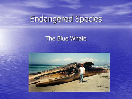 Endangered Species The Blue Whale. Size May have been the largest animal to ever live May have been the largest animal to ever live 130 to 150 tons on.