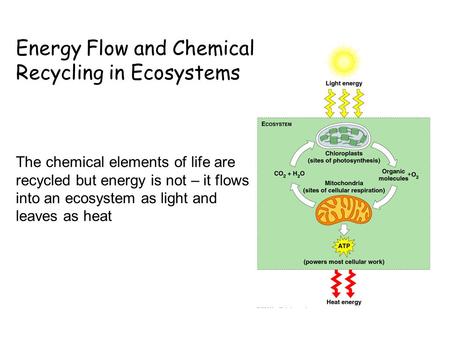 Energy Flow and Chemical Recycling in Ecosystems