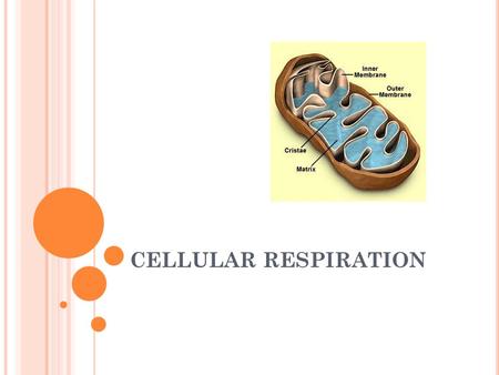 CELLULAR RESPIRATION. WHO DOES CELLULAR RESPIRATION? Animals Humans Plants/Algae Basically any organism with nuclei & mitochondria So what other organisms.