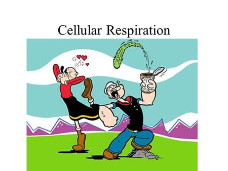 Cellular Respiration.