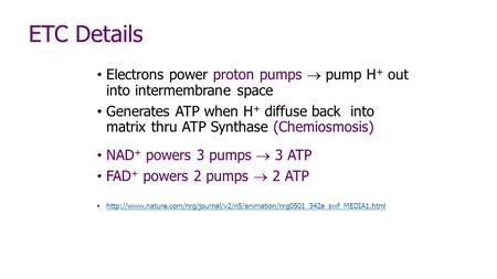 ETC Details Electrons power proton pumps  pump H + out into intermembrane space Generates ATP when H + diffuse back into matrix thru ATP Synthase (Chemiosmosis)