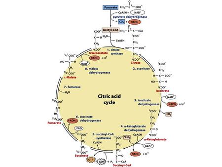 How is the oxidation of pyruvate regulated? PDH complex is regulated by product inhibition and covalent modification Product inhibition: –Acetyl-CoA.