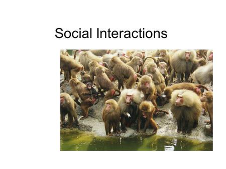 Social Interactions. Animal Behavior Observable coordinated responses to stimuli Originates with genes that direct the formation of tissues and organs.