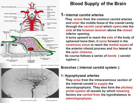 Blood Supply of the Brain