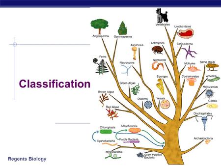 Regents Biology 2006-2007 Classification Regents Biology What variety! What similarity!  Diversity of Life  there are so many different creatures on.