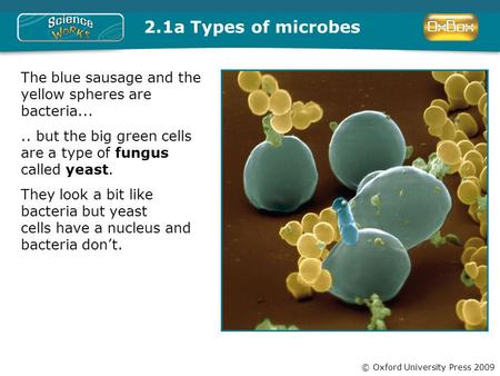 © Oxford University Press 2009 2.1a Types of microbes The blue sausage and the yellow spheres are bacteria..... but the big green cells are a type of fungus.