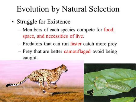 Evolution by Natural Selection