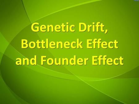 Genetic Drift, Bottleneck Effect and Founder Effect.