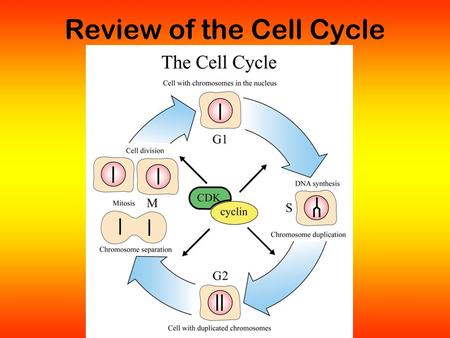 Review of the Cell Cycle. How big is a cell? Answer.