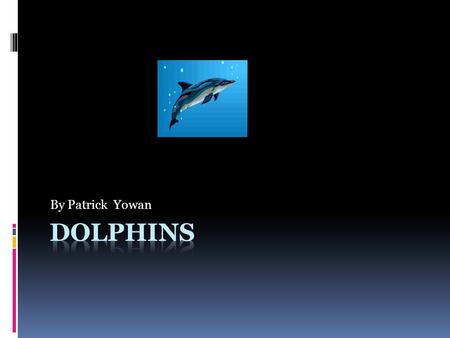 By Patrick Yowan Dolphins.