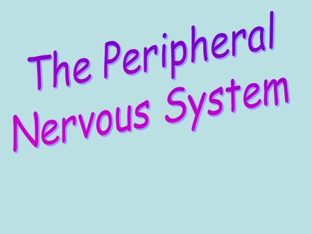 Spinal Cord Brain Nerves PNS consists of 43 pairs of nerves that transmit info to and from CNS 12 pairs of cranial nerves enter the brain directly 31.