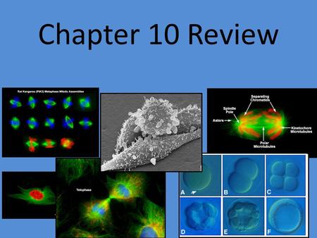 Chapter 10 Review. You must answer in complete sentences! 1. Explain TWO problems that can occur when a cell gets too big.