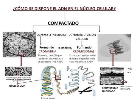 ¿CÓMO SE DISPONE EL ADN EN EL NÚCLEO CELULAR?