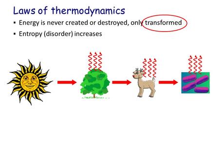  Energy is never created or destroyed, only transformed  Entropy (disorder) increases Laws of thermodynamics.