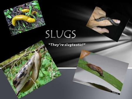 “They’re slugtastic!”. Where do slugs live? We love to live in moist areas.