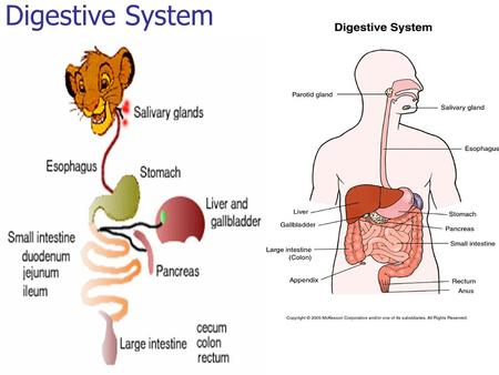 Digestive System. What is Digestion?? Processes that changes food into simpler forms that can be absorbed thru cell membrane (mechanical means and chemical)