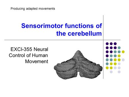 Sensorimotor functions of the cerebellum