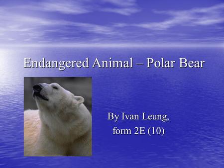 Endangered Animal – Polar Bear