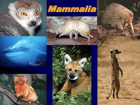 Mammalia. Mammal Evolution Mammals are believed to have evolved from Reptiles during the late Triassic period: 200 mya.