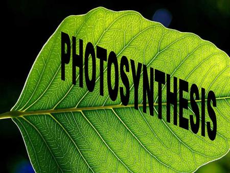 PHOTOSYNTHESIS.