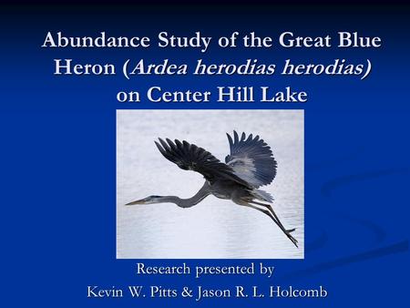 Abundance Study of the Great Blue Heron (Ardea herodias herodias) on Center Hill Lake Research presented by Kevin W. Pitts & Jason R. L. Holcomb Kevin.