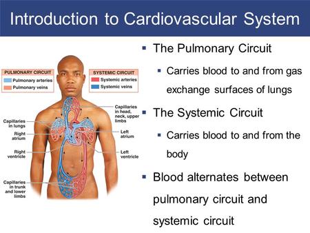 Introduction to Cardiovascular System