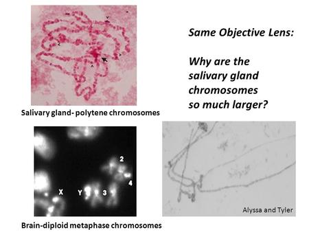 Salivary gland- polytene chromosomes Brain-diploid metaphase chromosomes Same Objective Lens: Why are the salivary gland chromosomes so much larger? Alyssa.