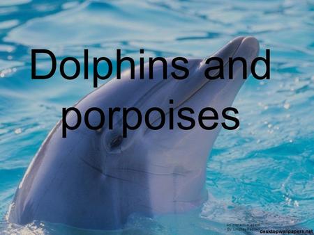 Dolphins and porpoises An interactive lesson By: Lindsey Redden.