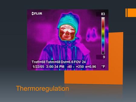 Thermoregulation.