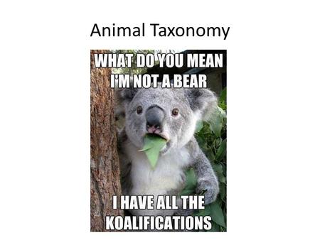 Animal Taxonomy. By the end of this class you should understand: The system of taxonomy and the major levels of taxonomy The major phyla of animals and.